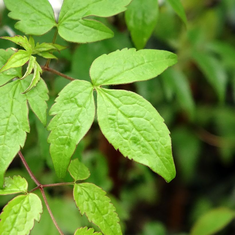 Clematis alpina - Clematide alpina (Fogliame)