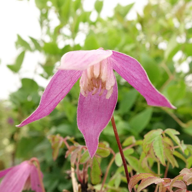 Clematis alpina Ruby - Clematide (Fioritura)