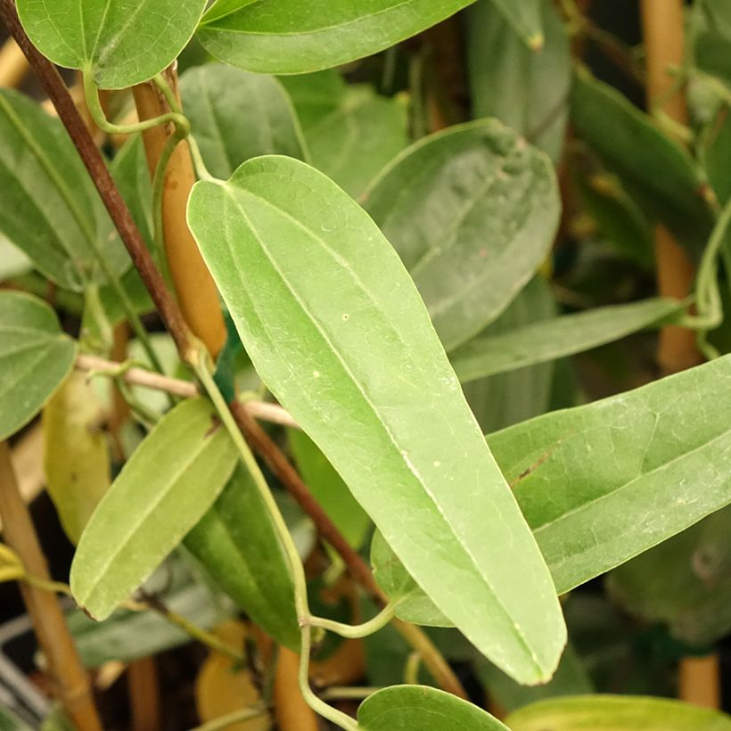 Clematis armandii Hendersonii Rubra (Fogliame)