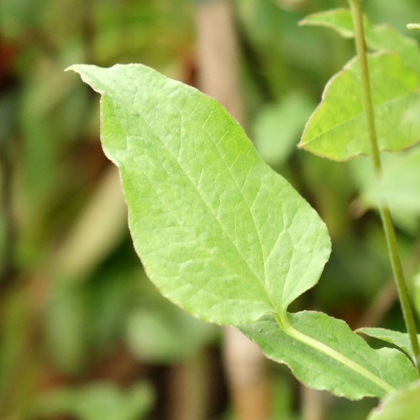 Clematis viticella Astra nova - Clematide (Fogliame)