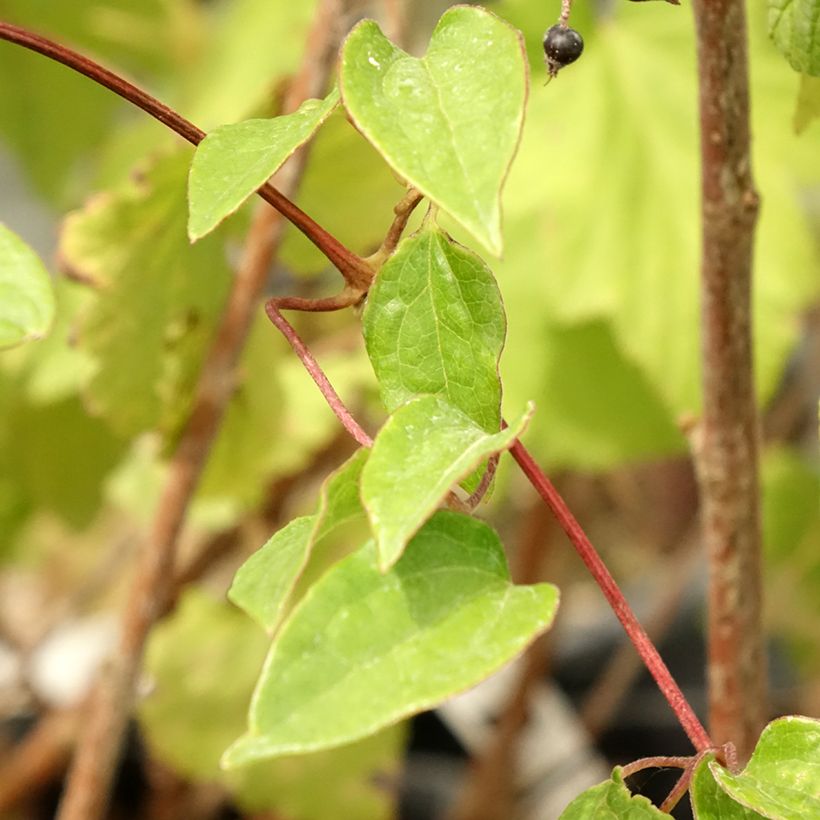 Clematis Cezanne - Clematide (Fogliame)