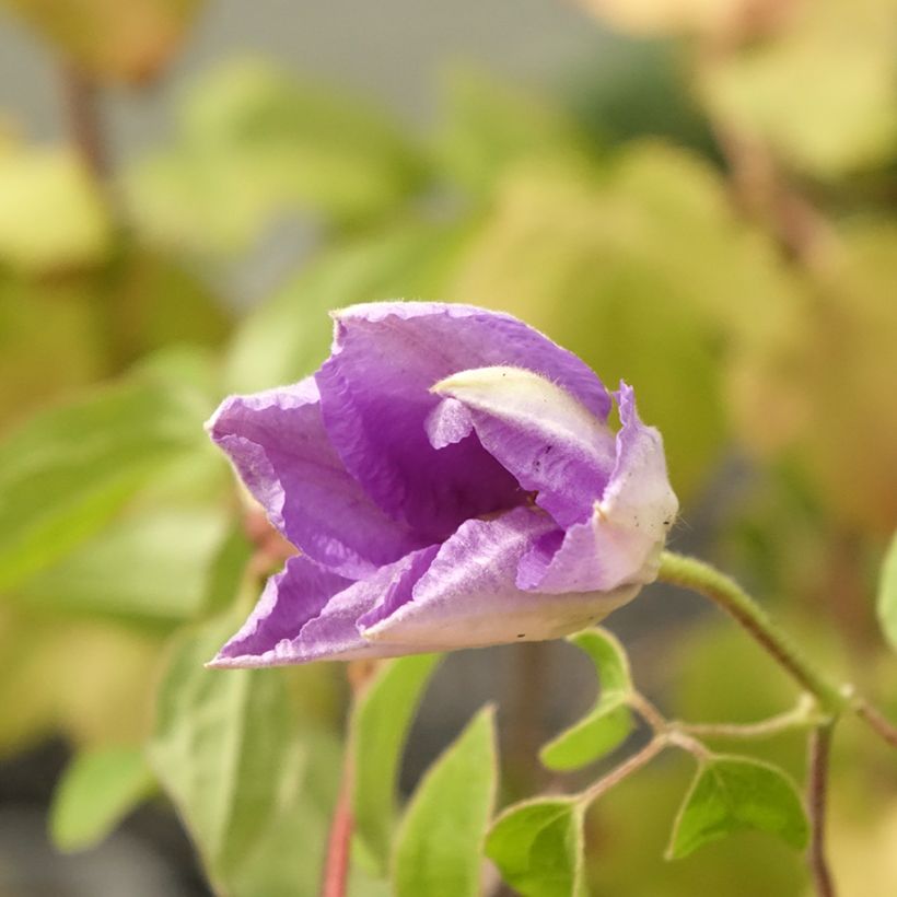 Clematis Cezanne - Clematide (Fioritura)