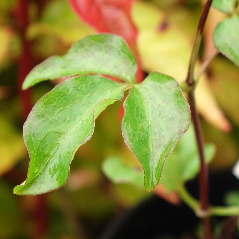 Clematis Dancing King - Clematide (Fogliame)