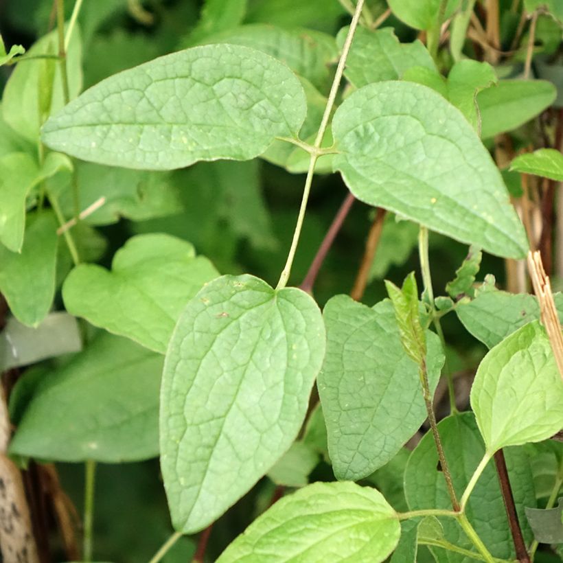 Clematis Eriostemon - Clematide (Fogliame)