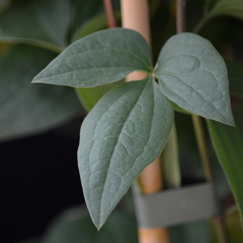 Clematis flammula Aromatica - Clematide fiammola (Fogliame)