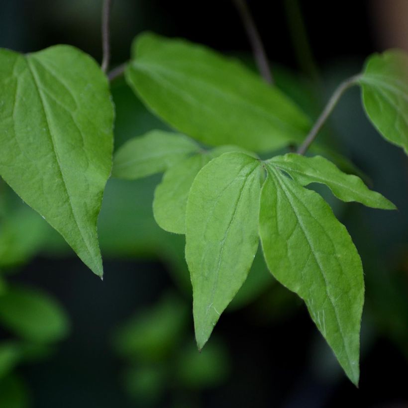 Clematis florida Fond Memories - Clematide (Fogliame)