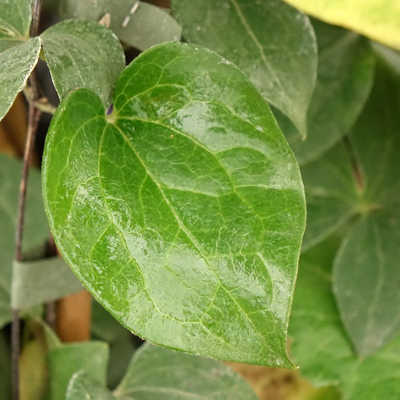 Clematis Fuji Musume - Clematide (Fogliame)