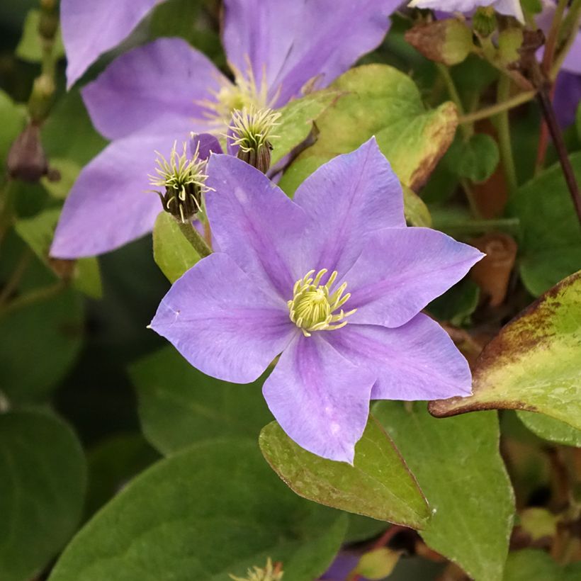 Clematis Fuji Musume - Clematide (Fioritura)