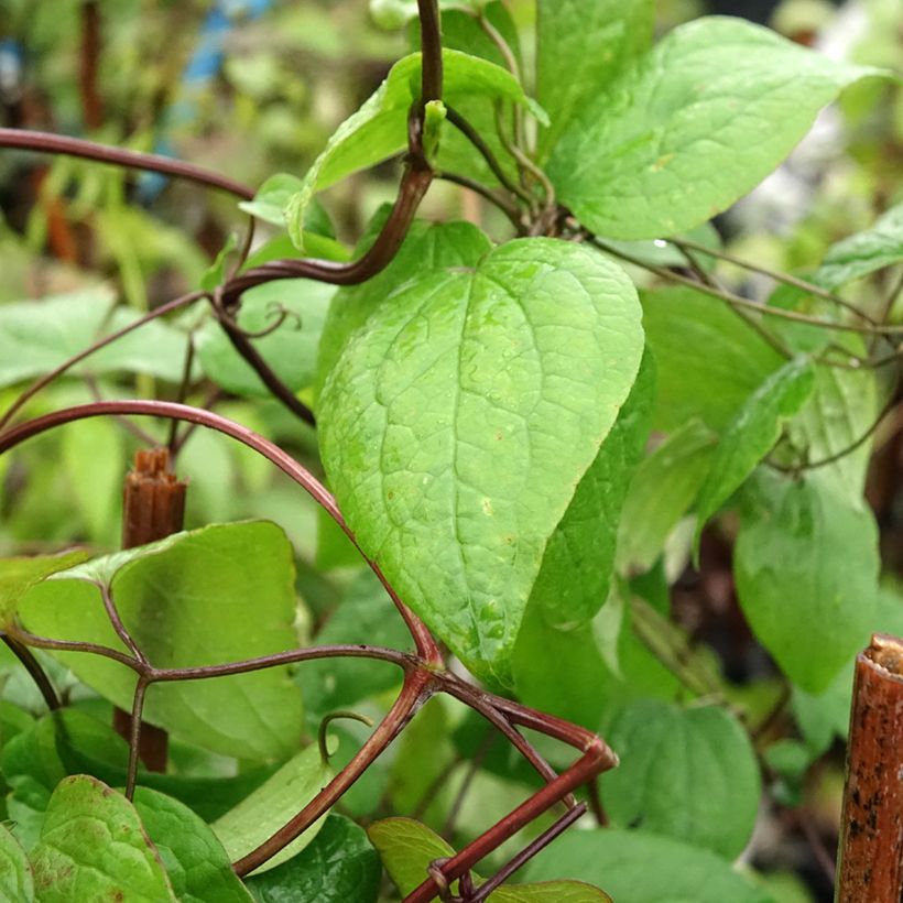 Clematis fusca - Clematide (Fogliame)