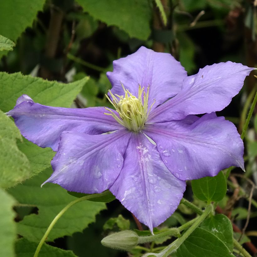 Clematis Général Sikorski - Clematide (Fioritura)