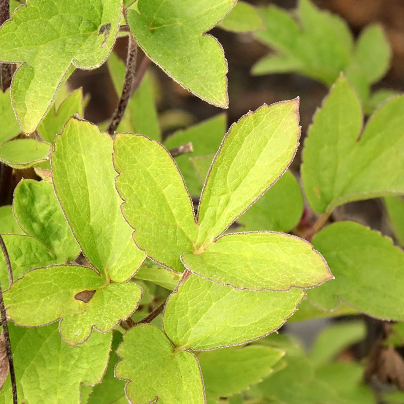 Clematis I am Red Robin - Clematide (Fogliame)