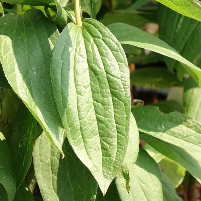 Clematis integrifolia Rosea - Clematide (Fogliame)