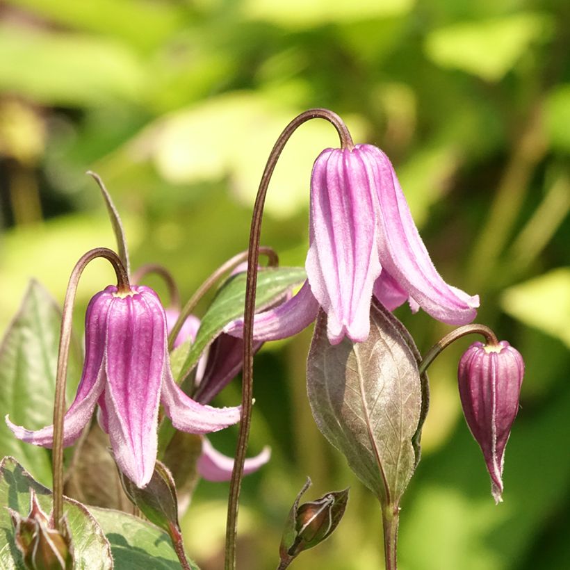 Clematis integrifolia Rosea - Clematide (Fioritura)