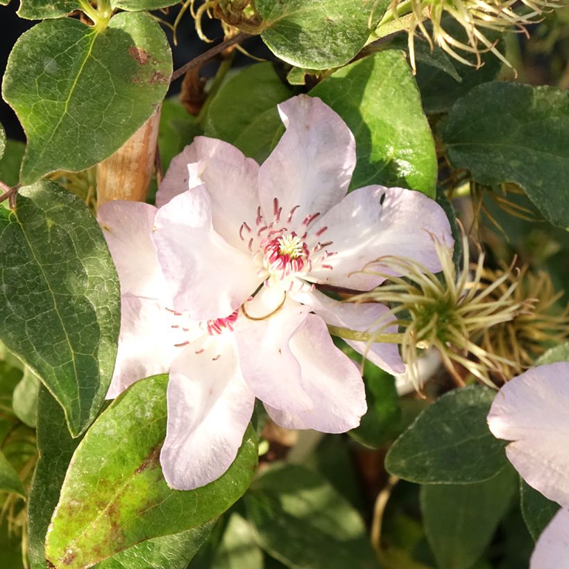 Clematis Ivan Olsson - Clematide (Fioritura)