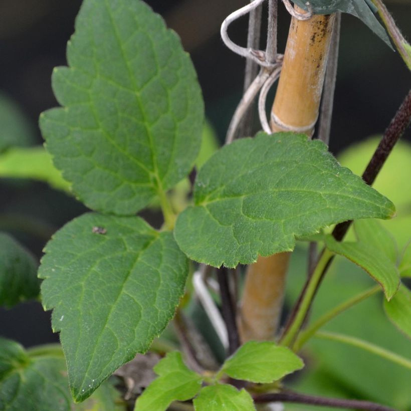 Clematis Love Child - Clematide (Fogliame)