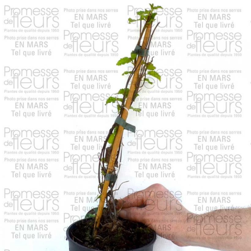 Esempio di esemplare Clématite - Clematis Love Child Pot de 2L/3L come consegnato