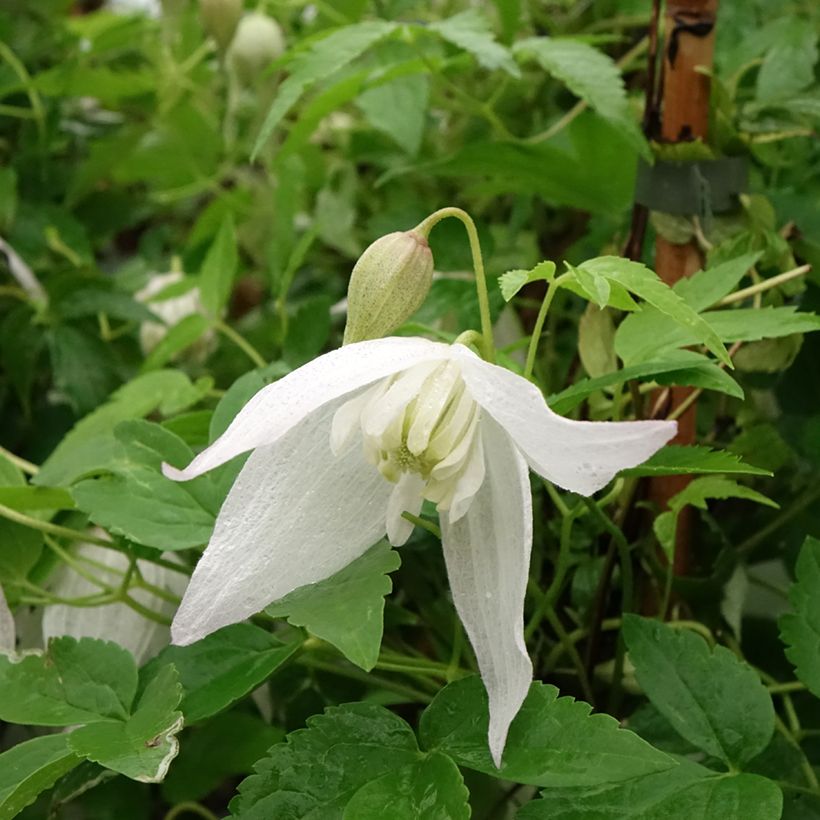 Clematis macropetala Broughton Bride - Clematide (Fioritura)