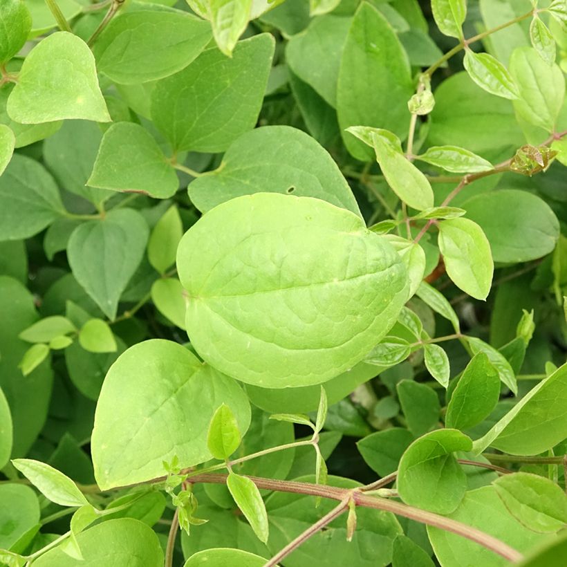 Clematis mandshurica (Fogliame)