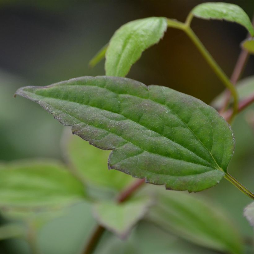 Clematis montana Marjorie - Clematide (Fogliame)