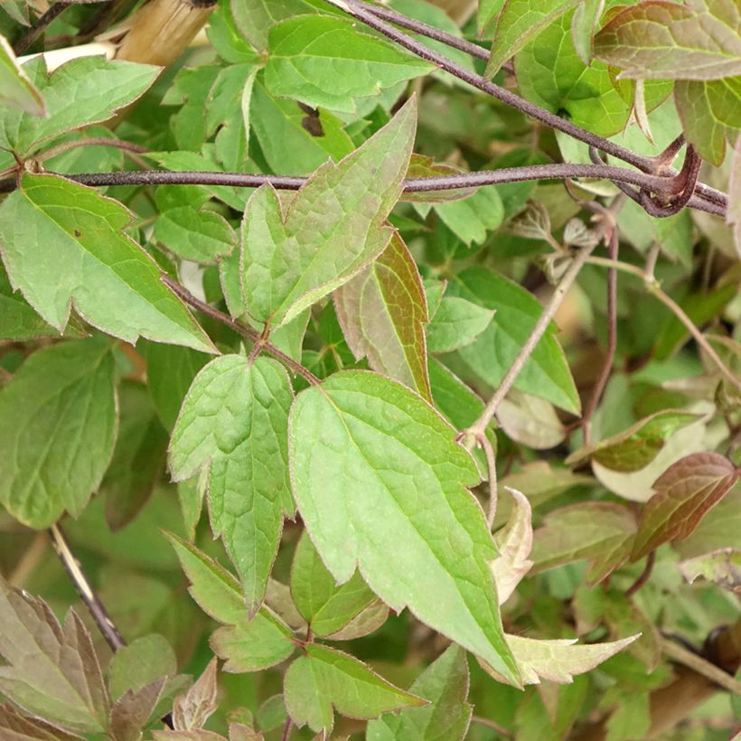 Clematis montana Spooneri - Clematide (Fogliame)