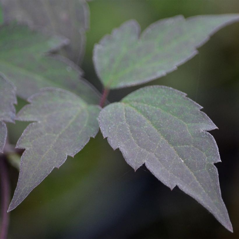 Clematis montana Van Gogh - Clematide (Fogliame)