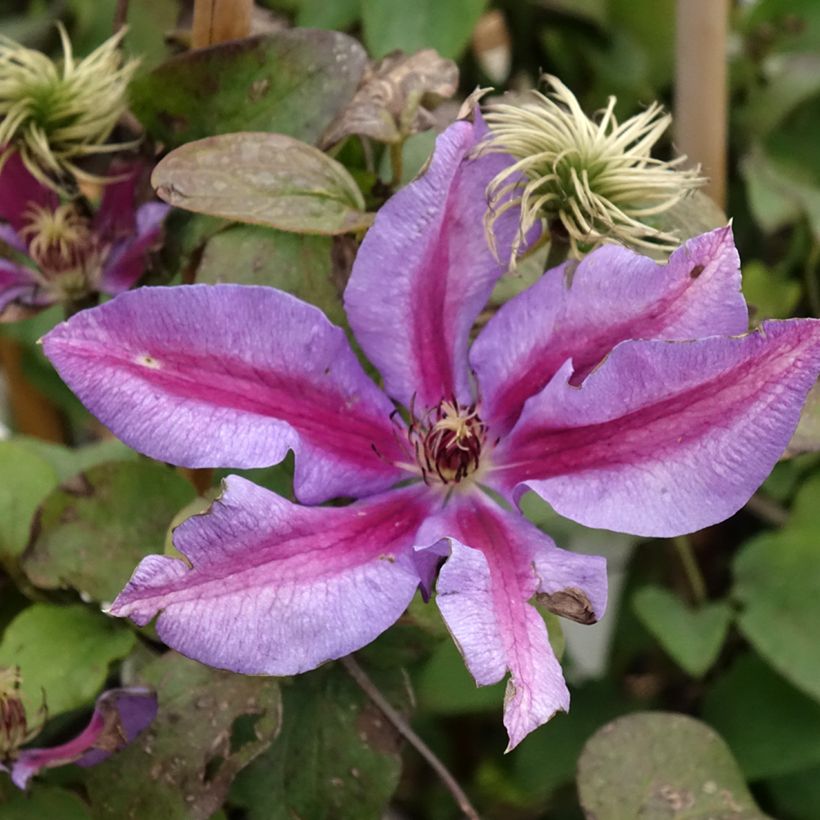 Clematis Mrs N. Thompson - Clematide (Fioritura)