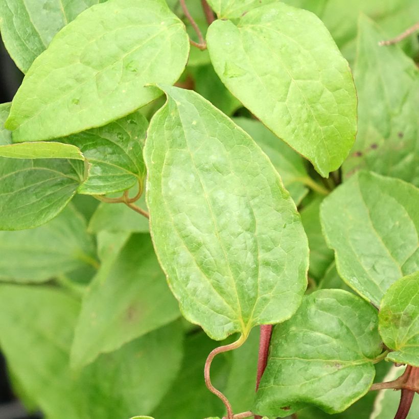 Clematis Multi Pink - Clematide (Fogliame)