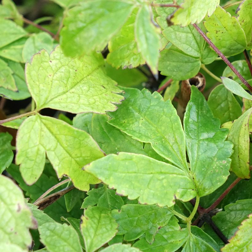 Clematis Octopus - Clematide (Fogliame)