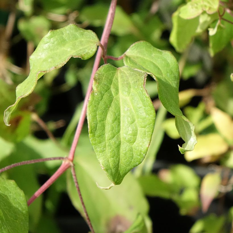 Clematis Picardy - Clematide (Fogliame)