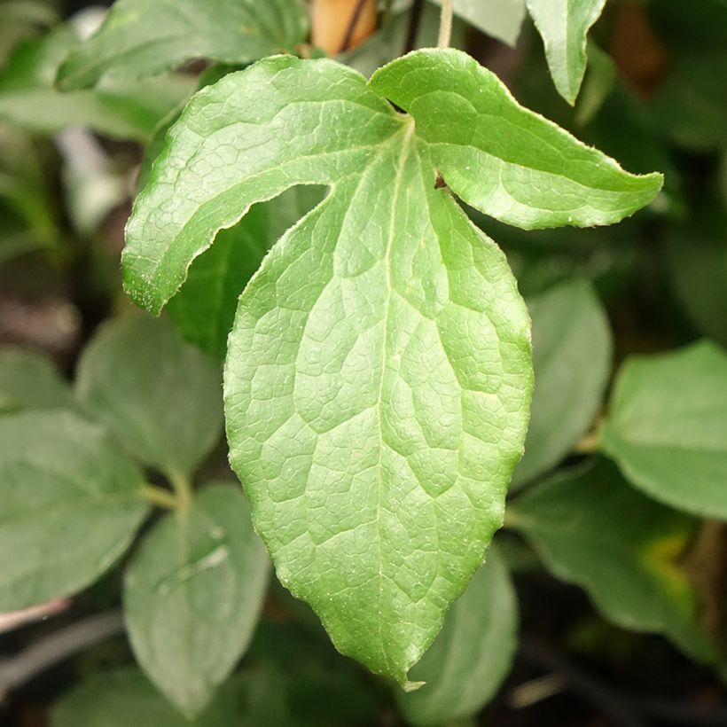 Clematis Rosamunde - Clematide (Fogliame)