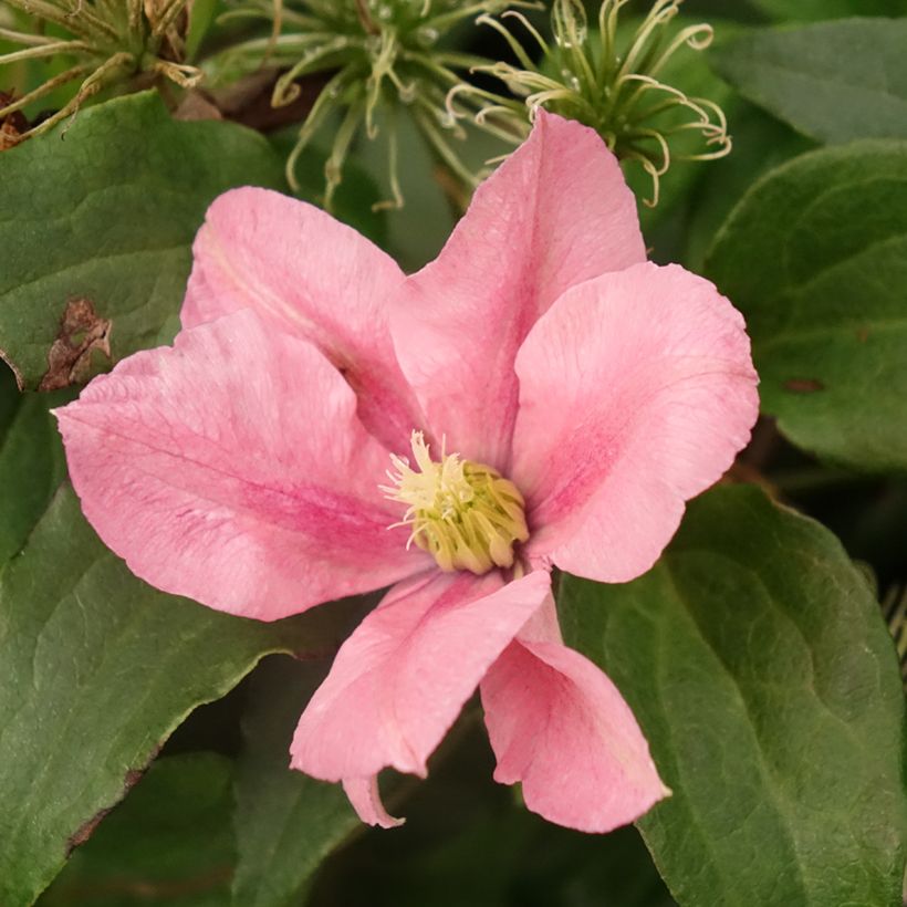 Clematis Rosamunde - Clematide (Fioritura)