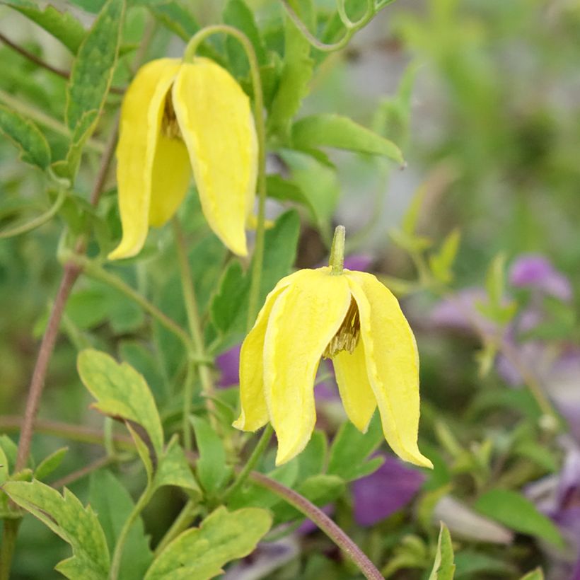 Clematis tangutica Lambton Park - Clematide (Fioritura)