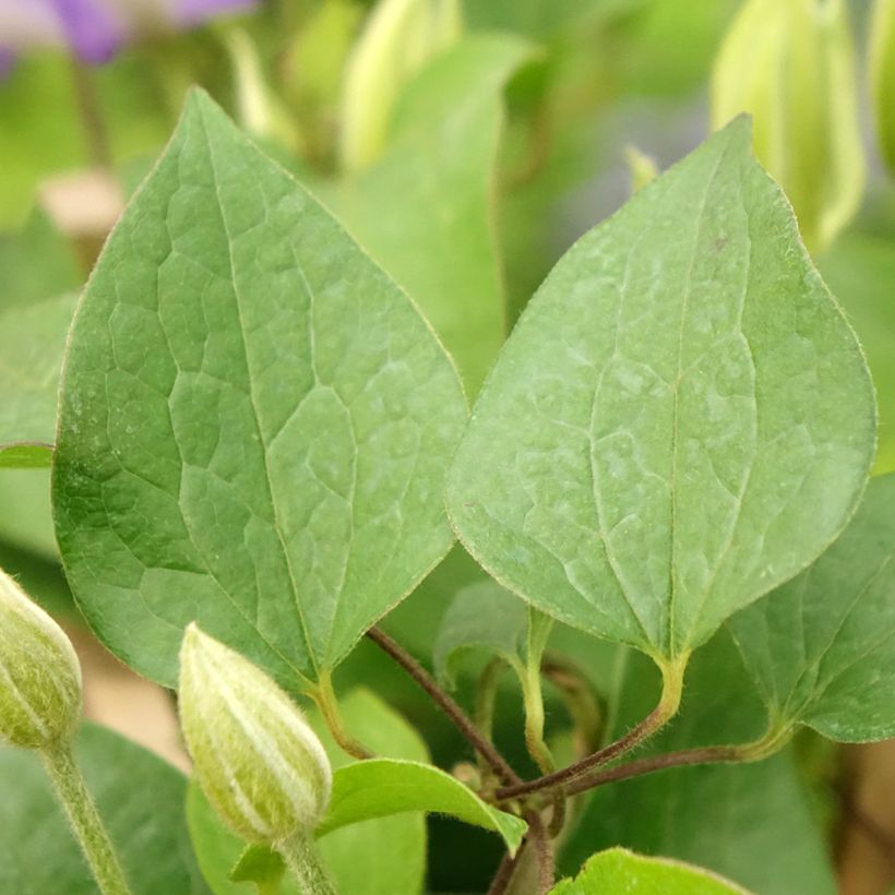 Clematis Mix Blue - Clematide (Fogliame)