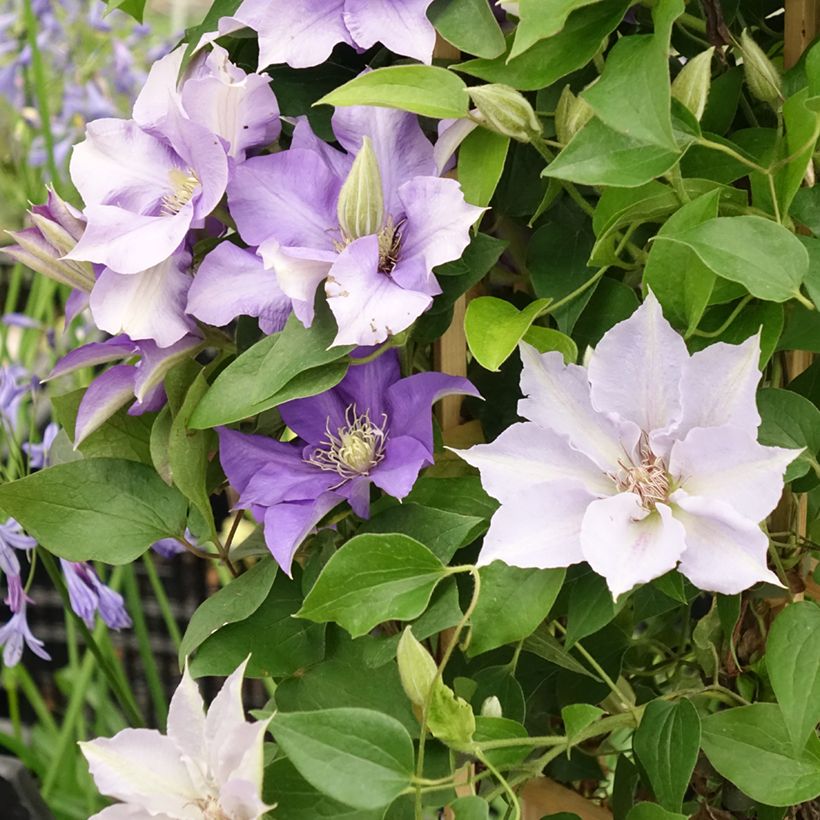 Clematis Mix Blue - Clematide (Fioritura)