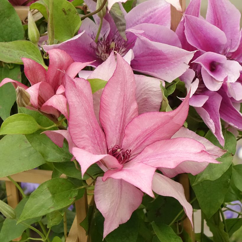 Clematis Mix - Clematide (Fioritura)