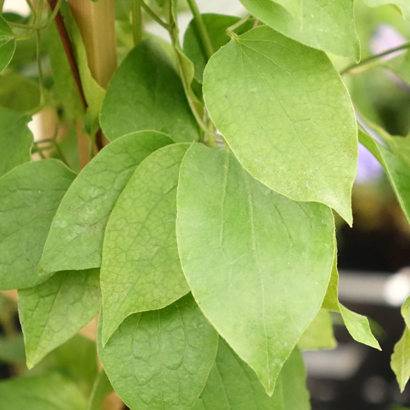 Clematis Mix Red - Clematide (Fogliame)