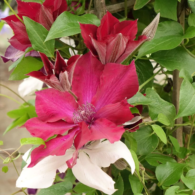 Clematis Mix Red - Clematide (Fioritura)