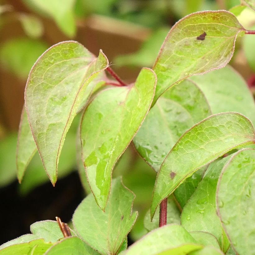 Clematis Vyvyan Pennell - Clematide (Fogliame)