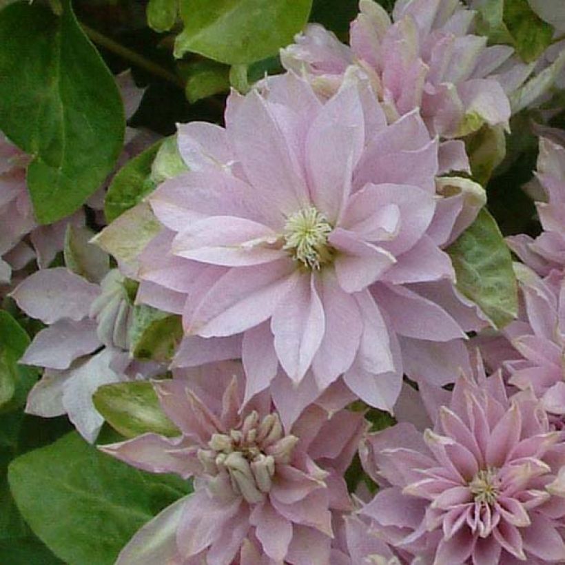 Clematis Dancing Queen - Clematide (Fioritura)