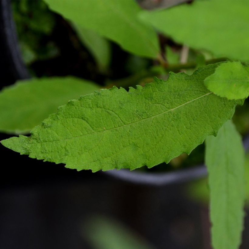 Clematis Dancing Smile - Clematide (Fogliame)