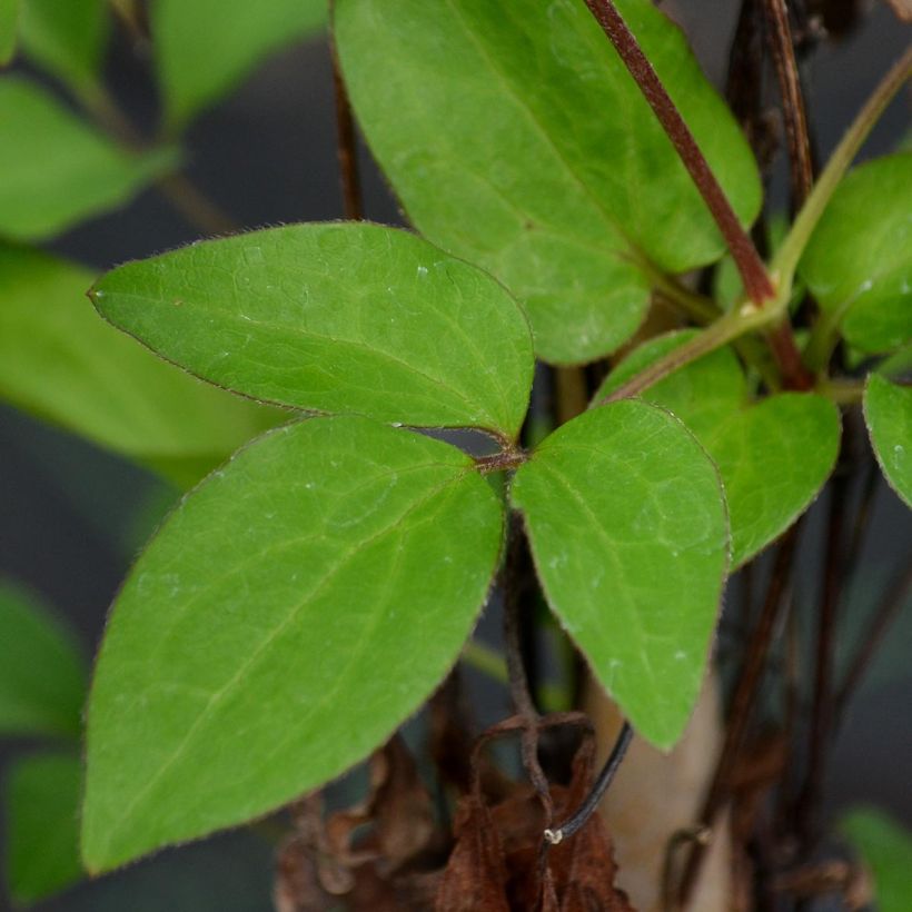 Clematis Diamantina - Clematide (Fogliame)