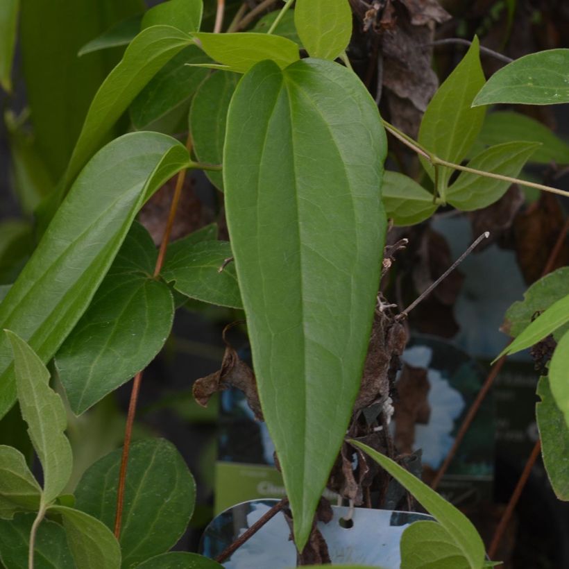 Clematis Duchess of Edinburgh - Clematide (Fogliame)