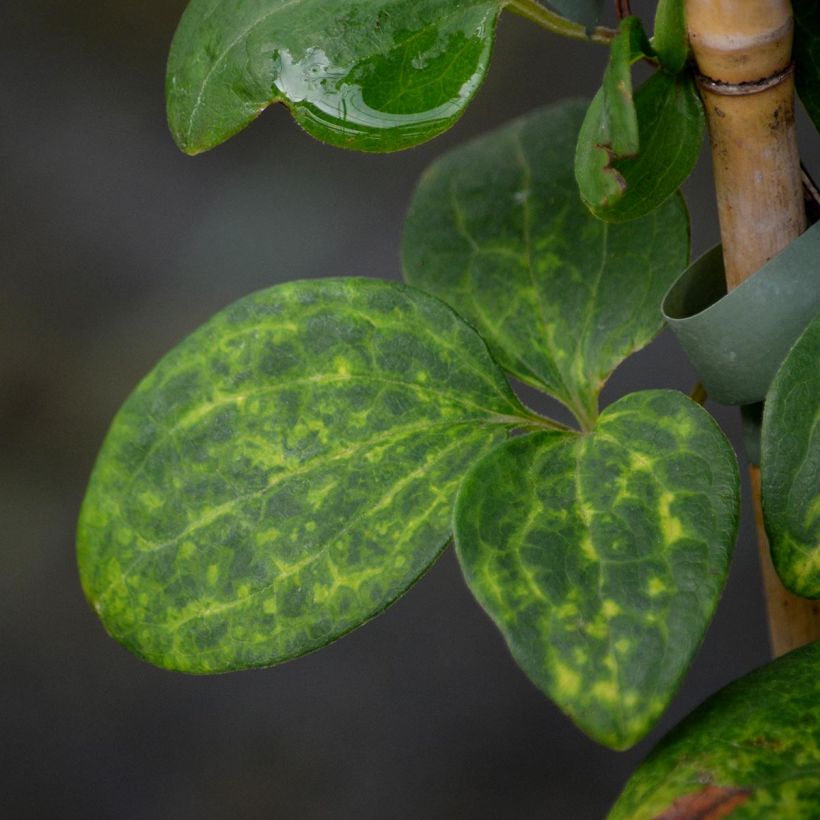 Clematis Hanagurama - Clematide (Fogliame)