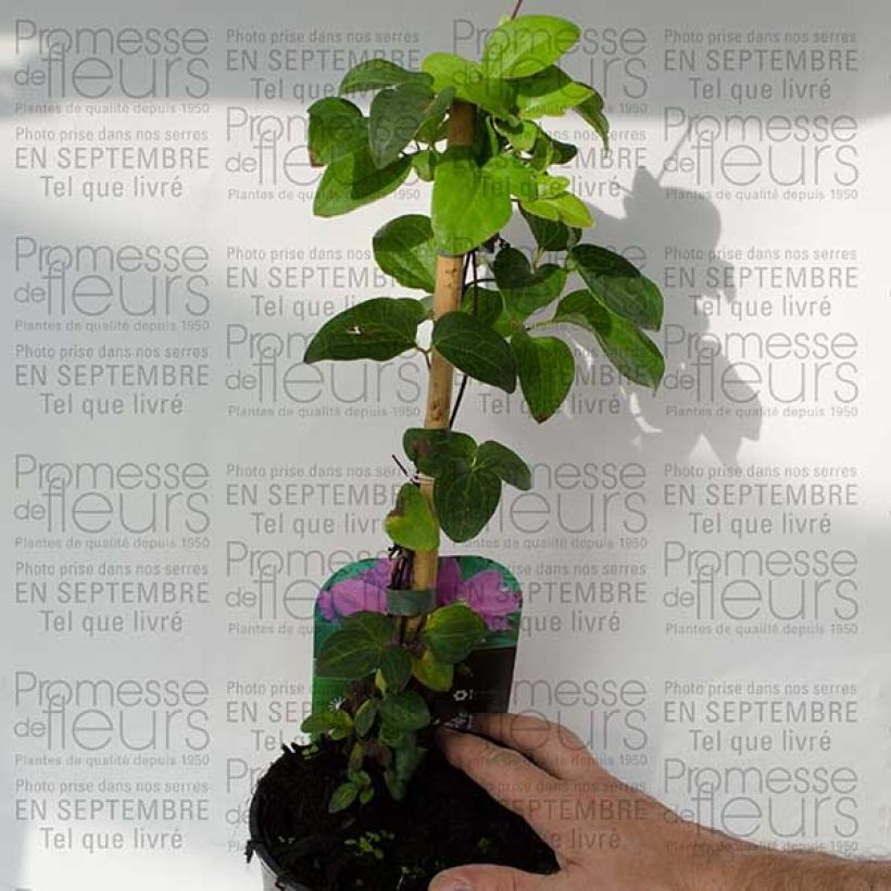 Esempio di esemplare Clématite - Clematis Hanagurama Pot de 2L/3L come consegnato