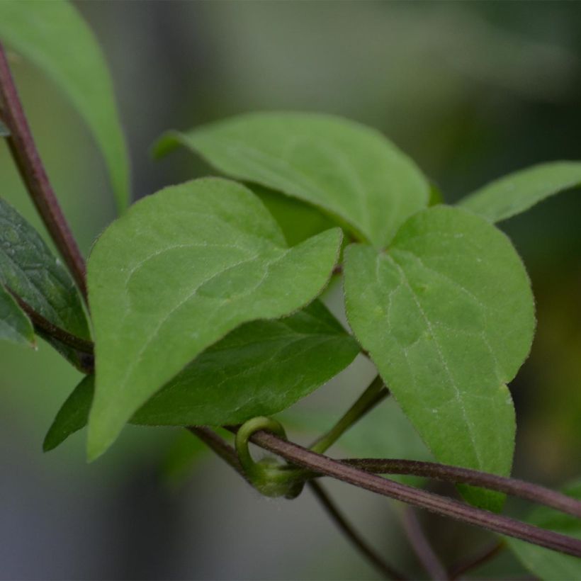 Clematis Hendryetta - Clematide (Fogliame)