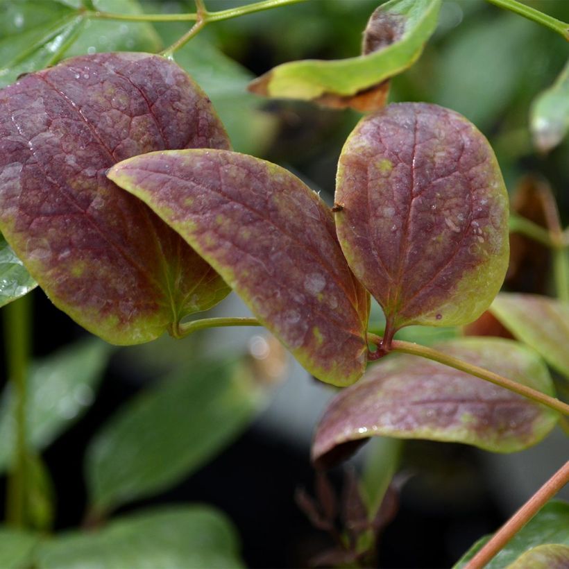 Clematis recta Purpurea - Clematide eretta (Fogliame)