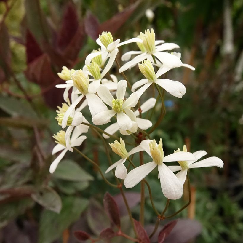 Clematis recta Purpurea - Clematide eretta (Fioritura)