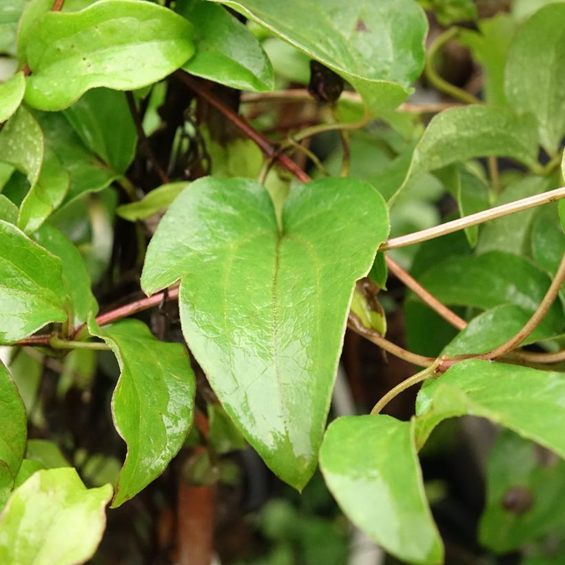 Clematis Huvi - Clematide (Fogliame)