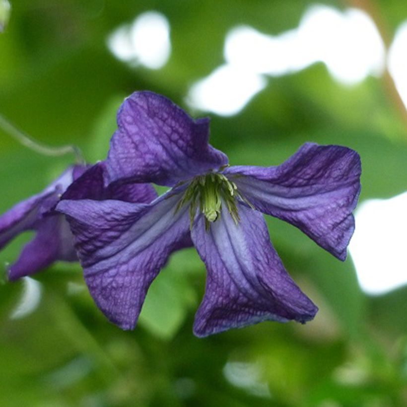 Clematis viticella - Clematide (Fioritura)