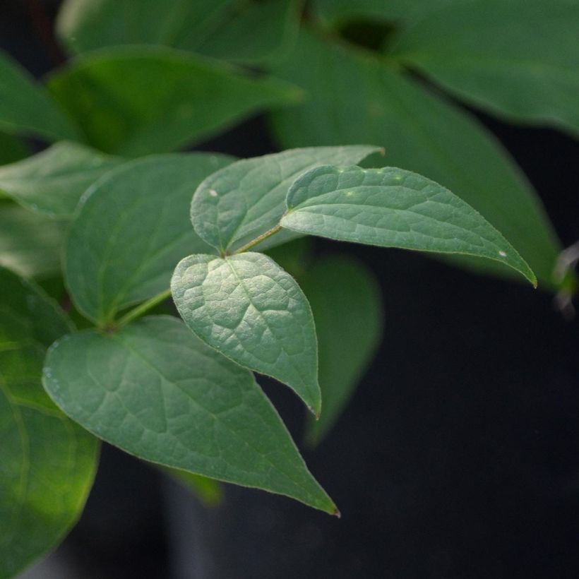 Clematis Jan Fopma - Clematide (Fogliame)